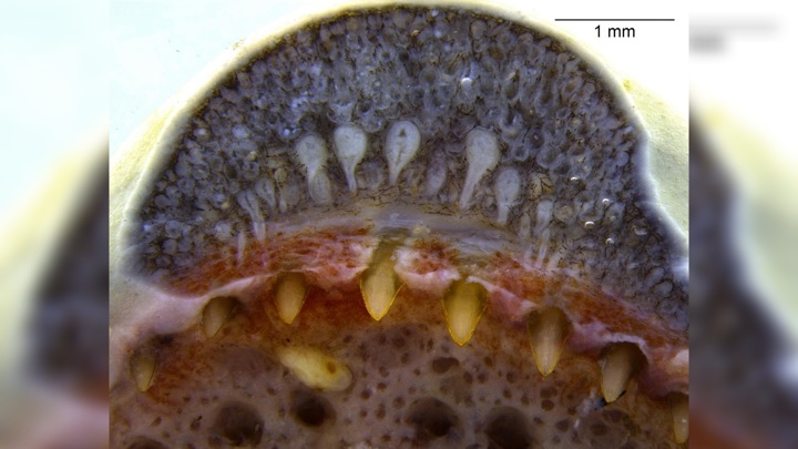 У амфибий впервые нашли ядовитые зубы